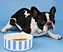 pet bowl